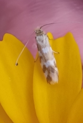 Trichofrons pantherella