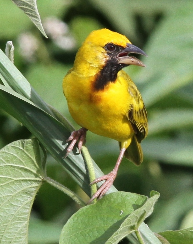Kilombero Weaver photo
