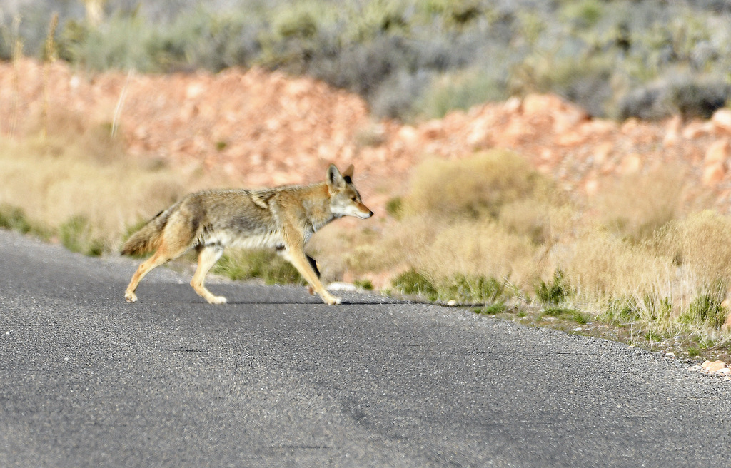 Coyote from Las Vegas, NV, USA on March 03, 2017 at 1200 AM by
