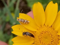 Trichofrons pantherella