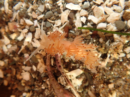 Apata pricei