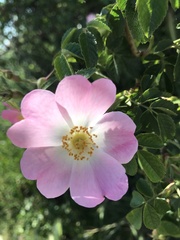 Rosa canina