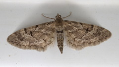 Eupithecia lanceata