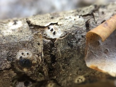 Nemania ethancrensonii