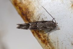 Mompha sturnipennella