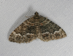 Xanthorhoe strumosata