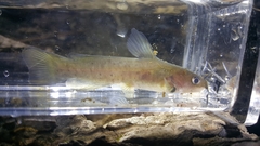 Ameiurus platycephalus