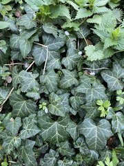 Hedera helix
