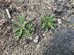 Lepidium virginicum menziesii
