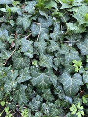 Hedera helix