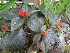 Chrysothemis