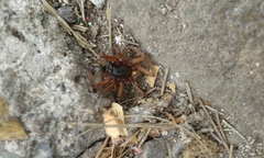 Araneae