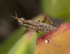 Dichetophora