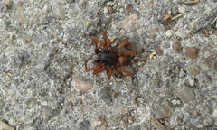 Araneae
