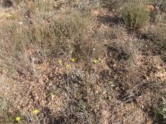 Othonna multicaulis