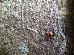 Supputius cincticeps