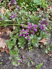 Lamium maculatum