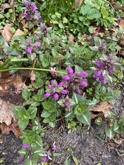 Lamium maculatum