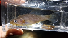 Aphredoderus sayanus