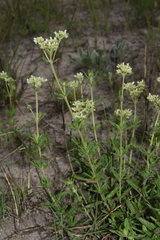 Agathisanthemum bojeri