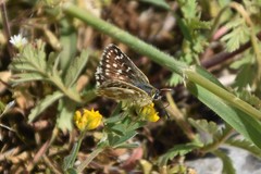 Spialia