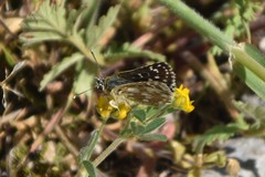 Spialia