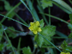Ranunculus taisanensis