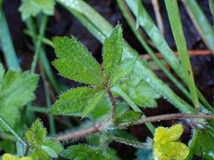 Ranunculus taisanensis