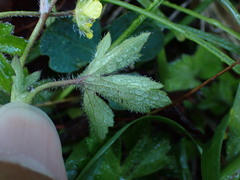 Ranunculus taisanensis