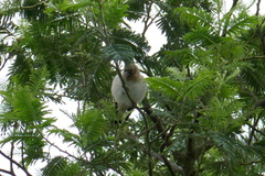 Carduelis carduelis