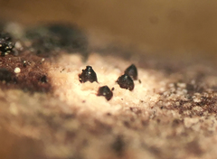 Nemania ethancrensonii