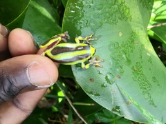 Hyperolius viridiflavus