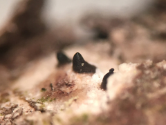 Nemania ethancrensonii