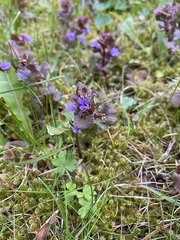 Glechoma hederacea