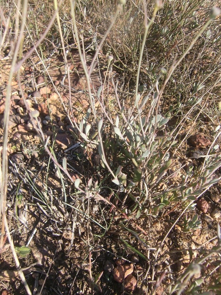 Manystem Babooncabbage