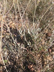 Othonna multicaulis