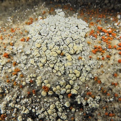 Lecanora polytropa