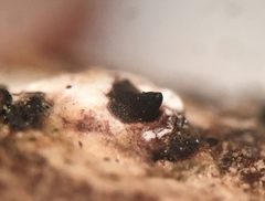 Nemania ethancrensonii