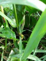 Hyperolius viridiflavus