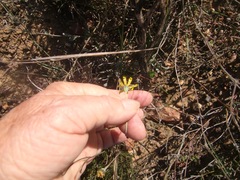 Othonna multicaulis