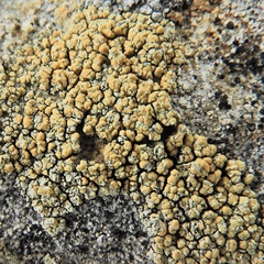 Rhizoplaca subdiscrepans