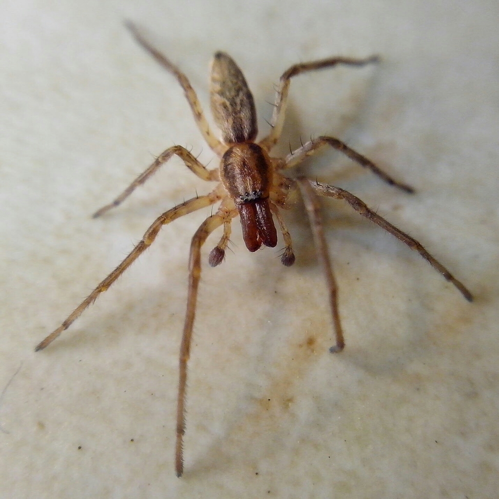 Acanthoceto