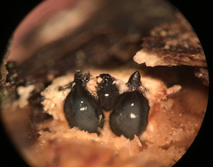 Nemania ethancrensonii