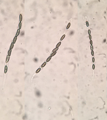 Nemania ethancrensonii