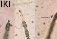 Nemania ethancrensonii