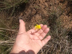 Othonna multicaulis