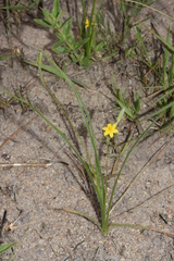Hypoxis filiformis