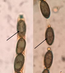 Nemania ethancrensonii