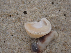 Bellastraea squamifera