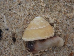 Bellastraea squamifera